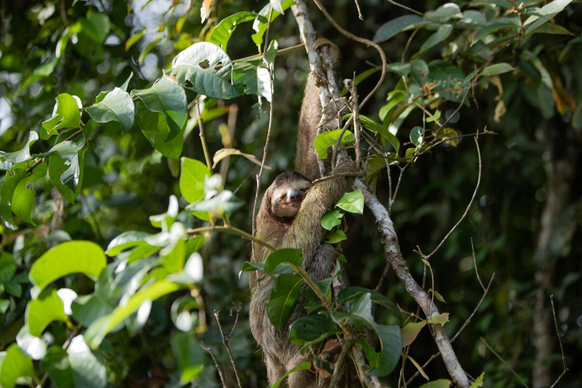 Evergreen Lodge Tortuguero Exteriér fotografie